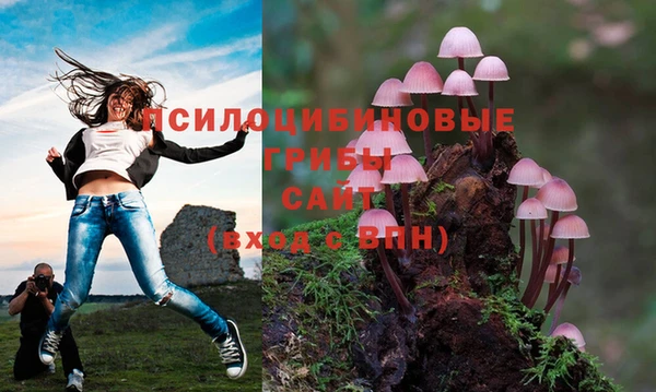 стаф Новозыбков